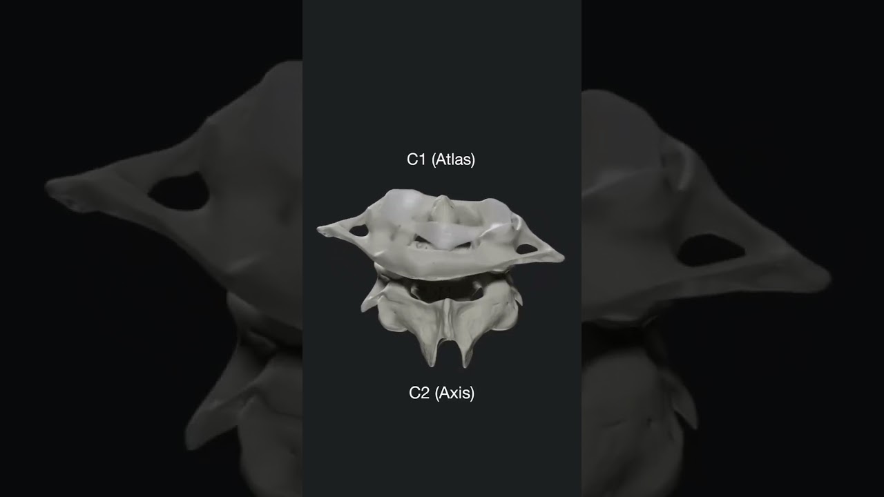 C1 (Atlas) and C2 (Axis) 🦴🧠