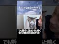 そこに彼らが待ってるから。#cat #保護猫 #shorts