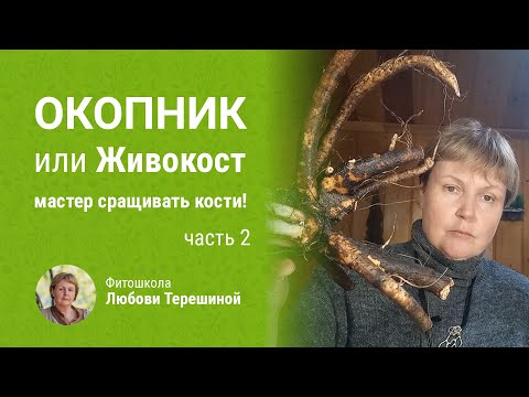 Окопник или Живокост - мастер сращивать кости! Часть 2