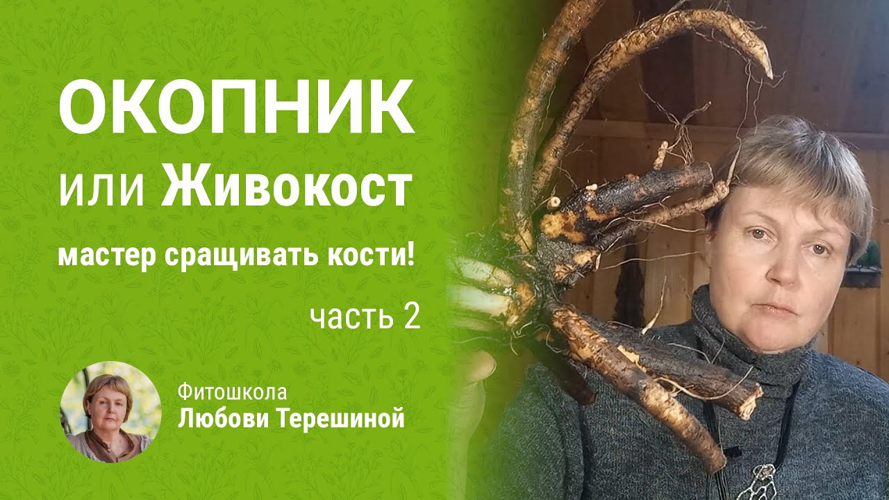 Окопник или Живокост - мастер сращивать кости! Часть 2