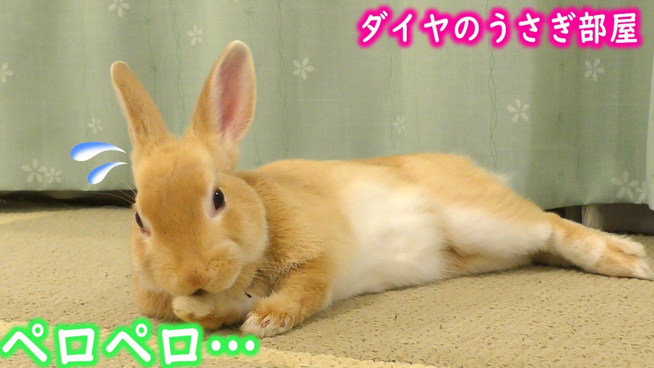 うさぎ】寝ながら毛づくろいするめんどくさがり屋Annoying swordsman