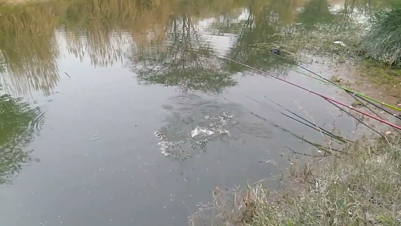 Rohu fhis 2 huk fishing 