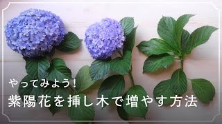 やってみた アジサイ 紫陽花 の増やし方 切り戻し剪定と挿し木の適期と生長 Lovegreen ラブグリーン