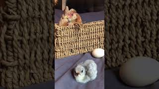 Adorable Baby Chicks Hatch And See Mom For First Time