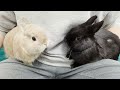 Petting two beautiful rabbits