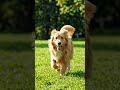cute dog####trading