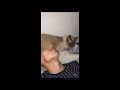 Cat Thinks Its a Sleeping Mask Laying on Guy Eyes as He Sleeps