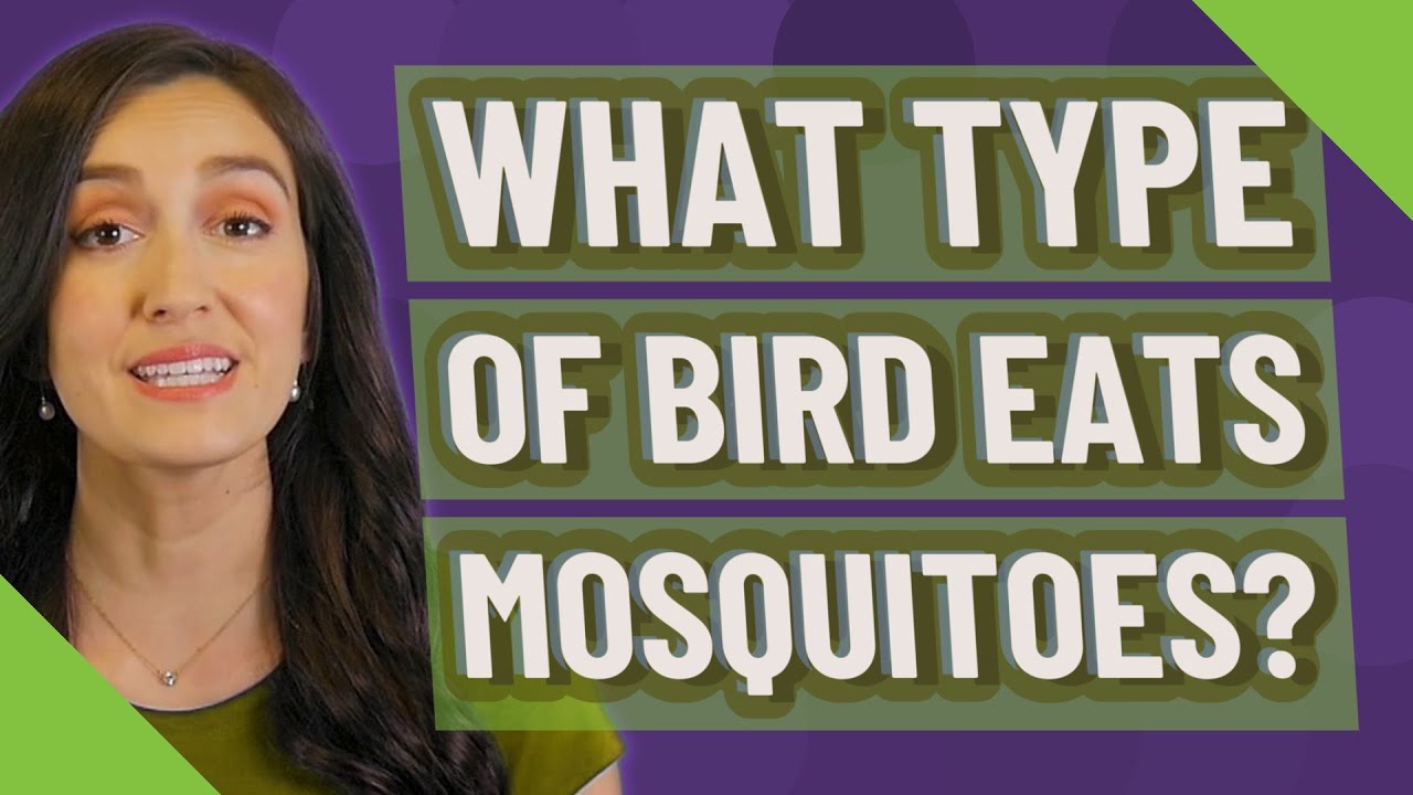 What type of bird eats mosquitoes?