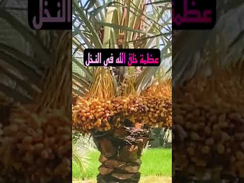 عظمة خلق الله في النخل