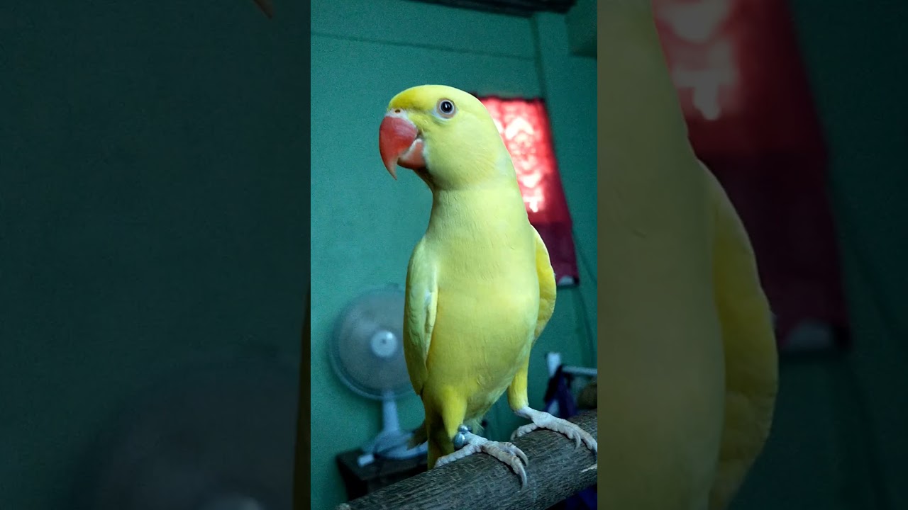 TALKING KIWI THE LUTINO INDIAN RINGNECK PARROT YouTube