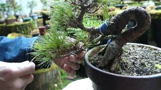 2020年に山採りをした赤松の手入れ 【♯103】（針金掛け、整枝） ♯476