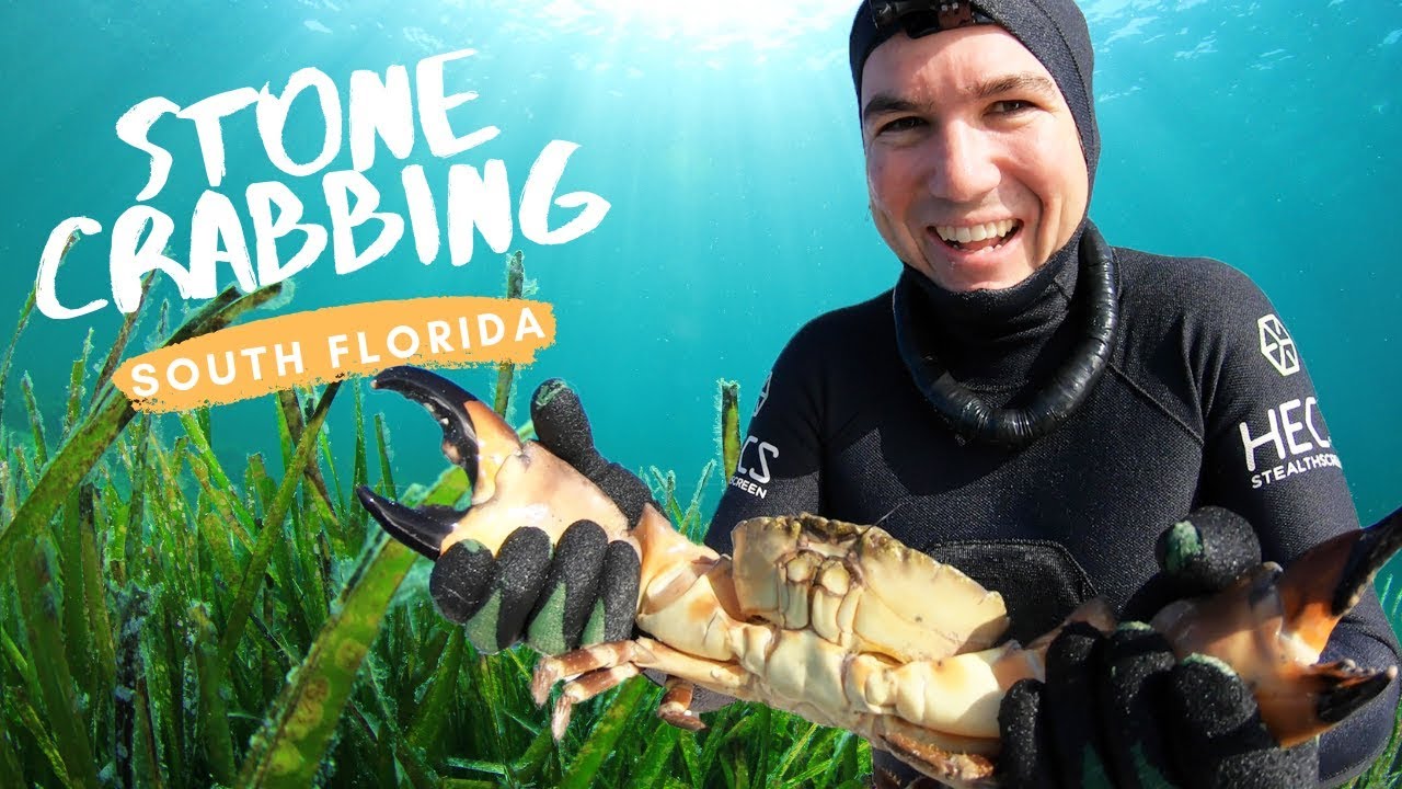 Diving for Stone Crabs South Florida Catch and Cook YouTube