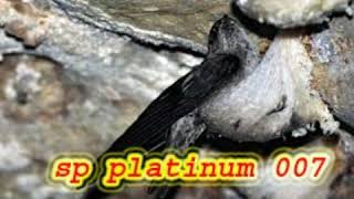 # WALET SP PLATINUM 007