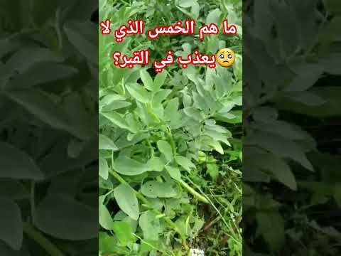 ما هم الخمس الذي لا يعذب في القبر حلمت إجابات سفر فتوى زواج تفسير الاحلام نصائح صيام اكس