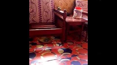 Serindit ku