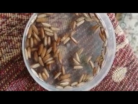 Video: Cultivo De Adenium A Partir De Semillas: ¿cómo Cultivar Adenium En Casa? Plantar Semillas Y Cuidados Posteriores