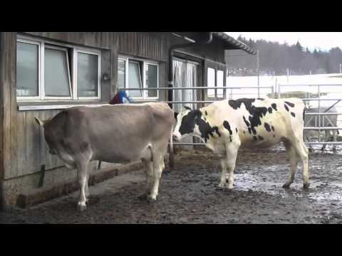 Cow farts on cow's face