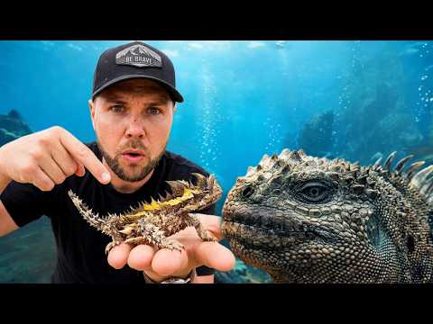Thorny Devil & Kadal Godzilla! | Petualangan Alam Liar | Binatang Paling Aneh di Dunia
