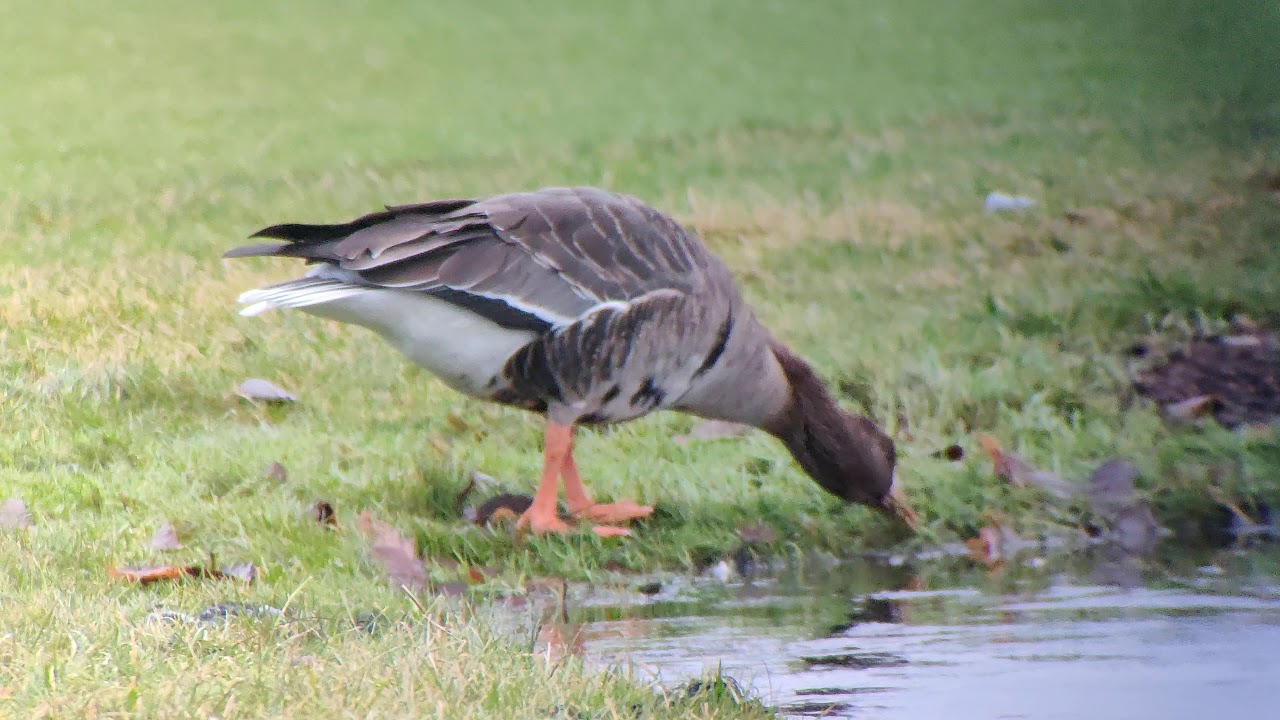 Eurasian White-Fronted Goose - 13012020 
