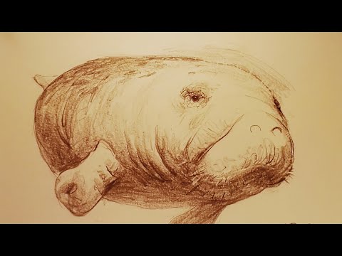 土人教画】34 素描-海牛terrain art class-manatee - YouTube