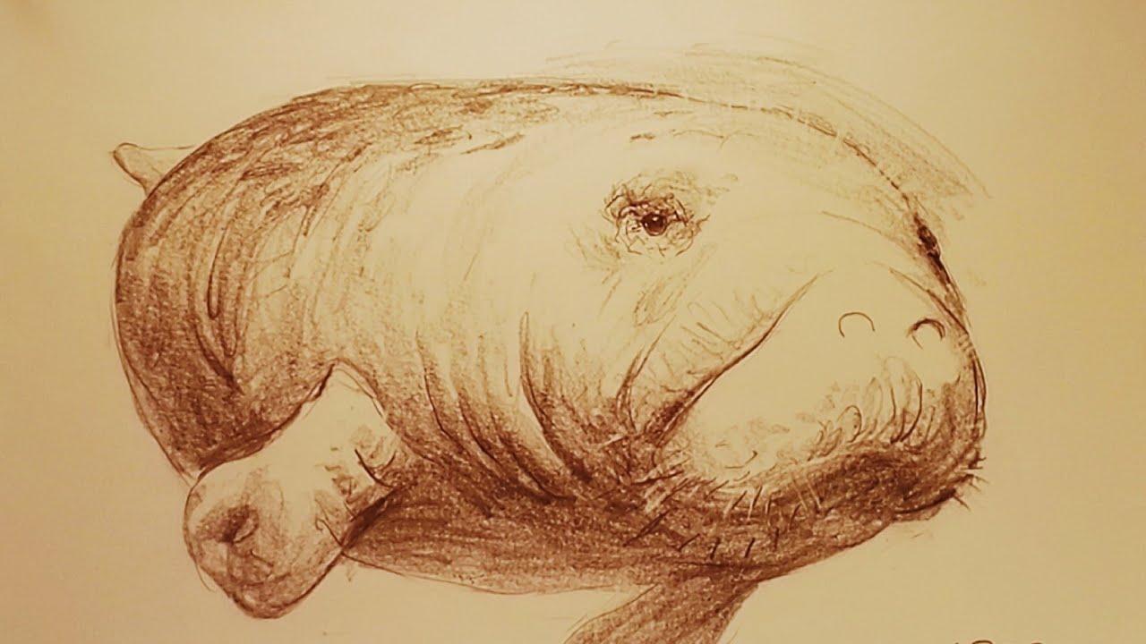 土人教画】34 素描-海牛terrain art class-manatee - YouTube