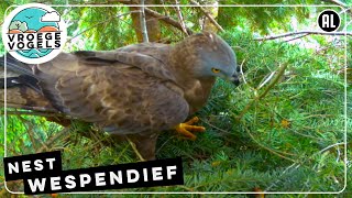 Wespendiefnest volgen | TV | Vroege Vogels