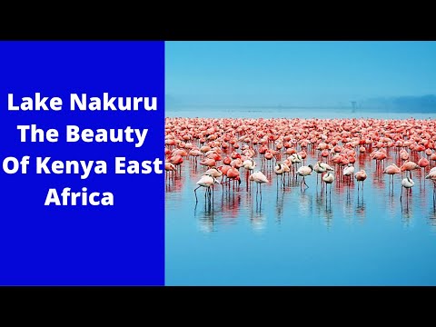 Video: Taman Nasional Danau Nakuru. Kenya