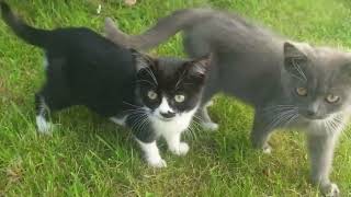 Chartreux by AFFINITYX#allaboutanimals# 1 view 5 months ago 36 seconds