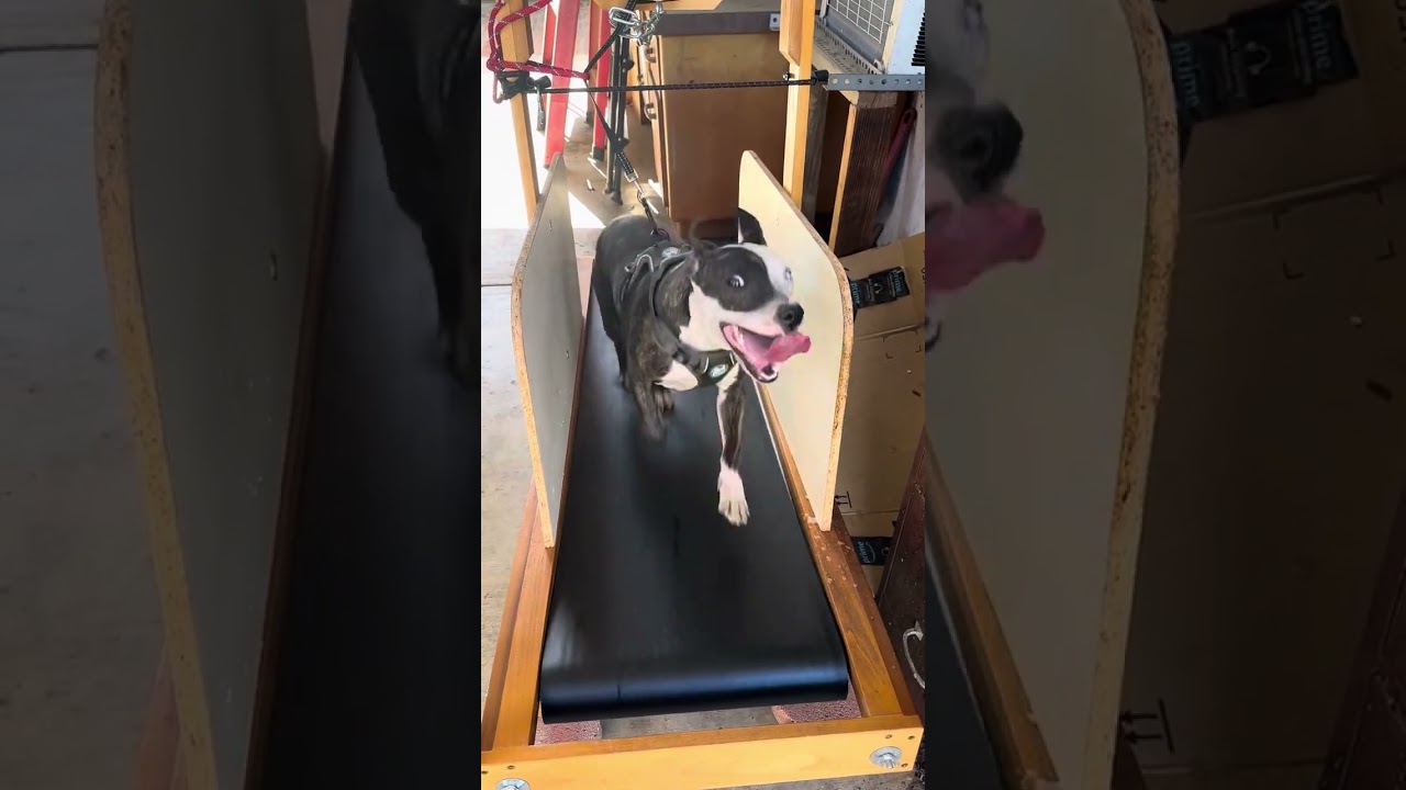 6 months Colby on a carpet mill. Day 11