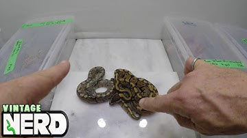 Recessive Genes Explained in Pythons