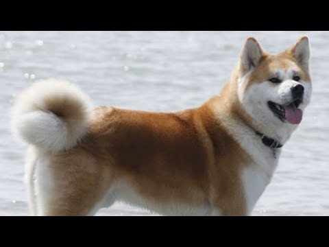 Видео: Най-красивите кучета
