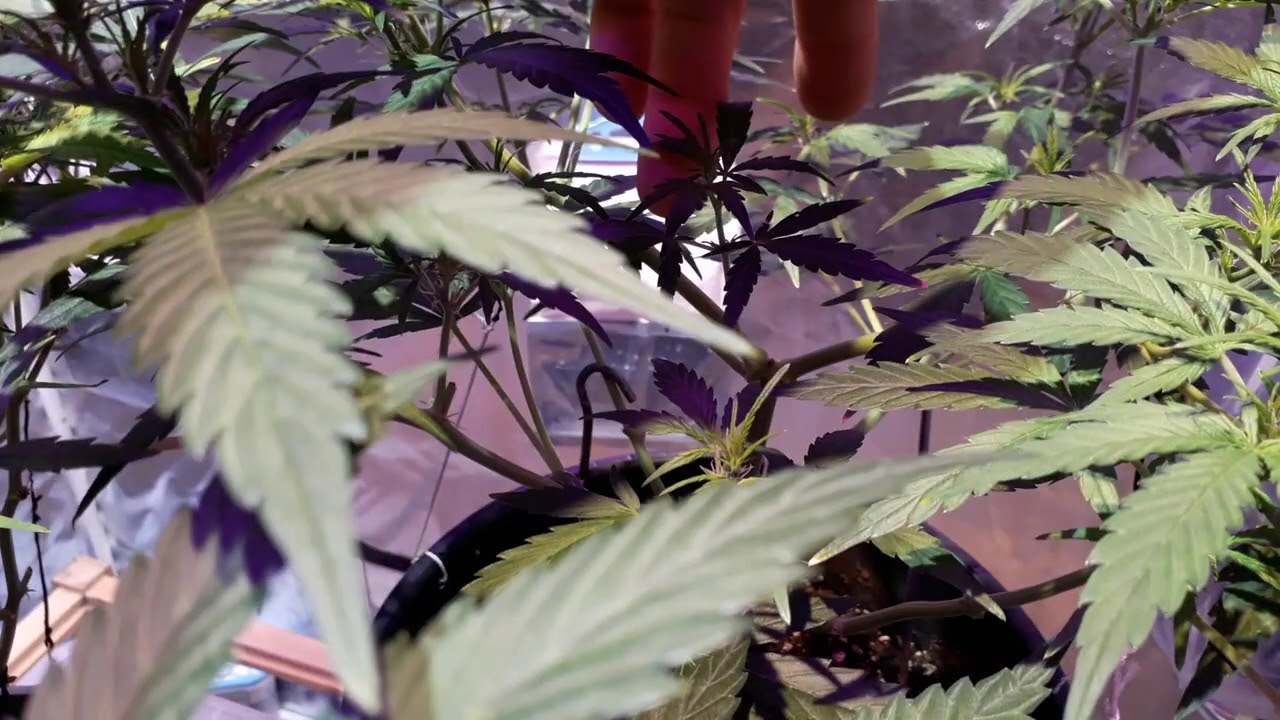 Hydro-Hoot with a quick garden update using The Enhancer natural CO2 generator by TNB Naturals 