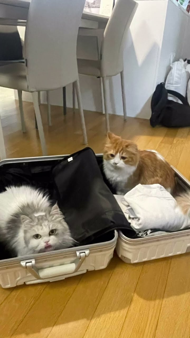 Top des vidéos très mignon