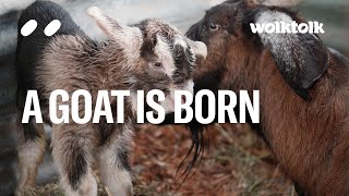 A Goat is Born