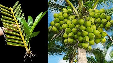 Unique Technique To Grafting Coconut Trees Growing Fast in a short time.