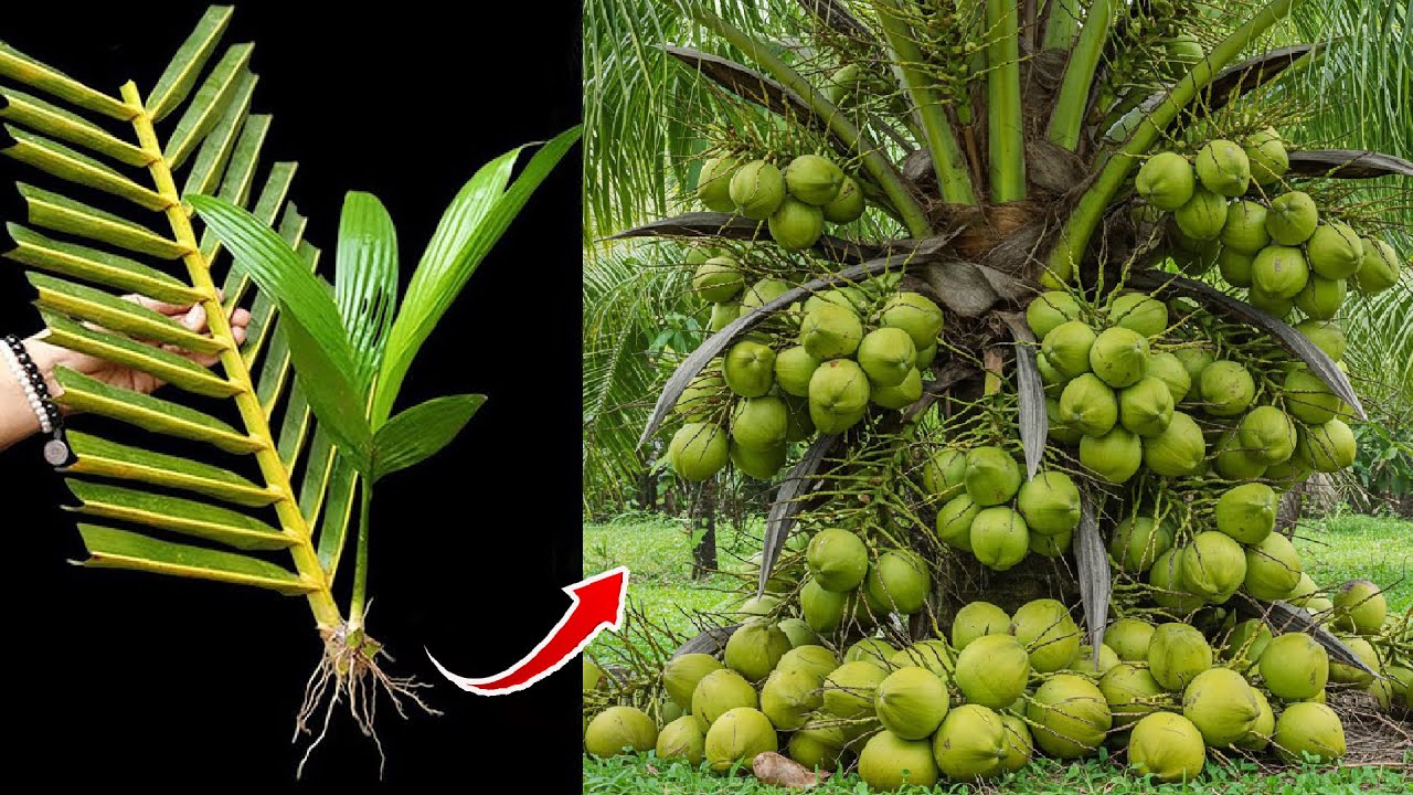 Unique Technique To Grafting Coconut Trees Growing Fast in a short time.