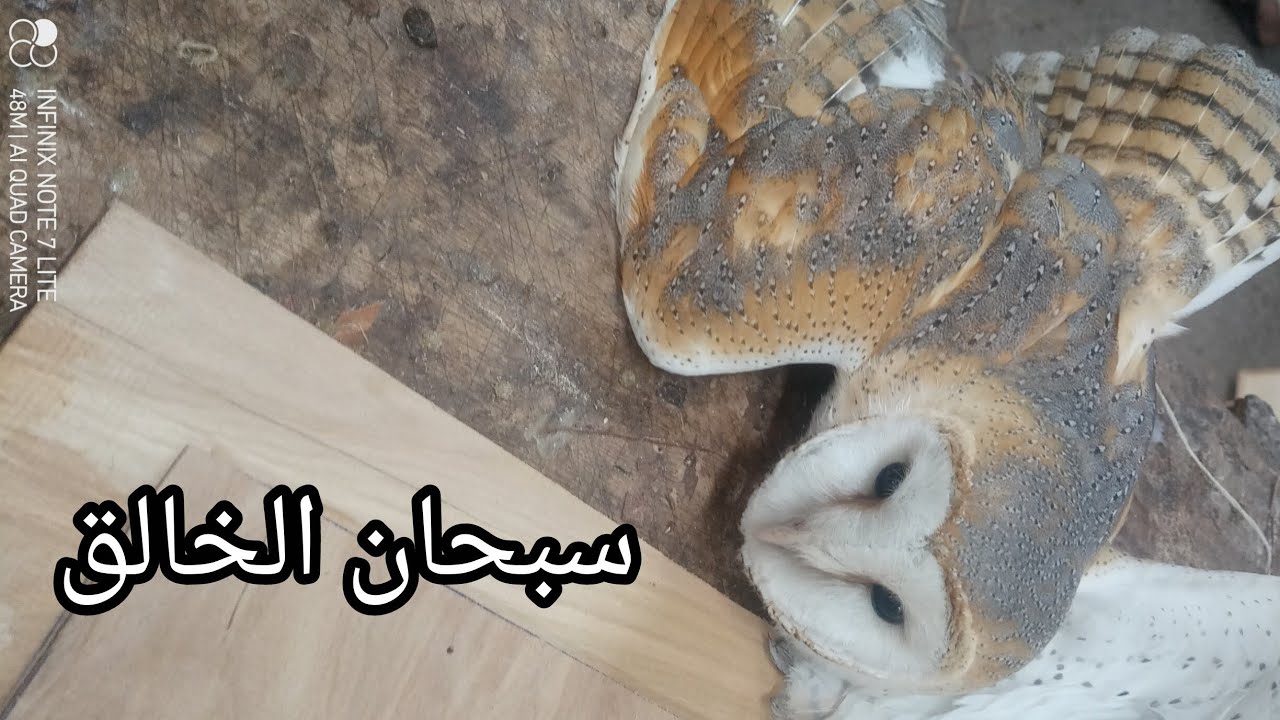 اصطياد بومه سبحان الخالق 🦉🦉
