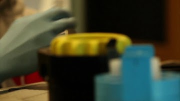 Nelson Lab Video Montage