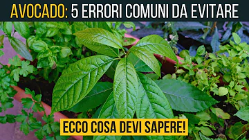 Come riconoscere un avocado andato a male?