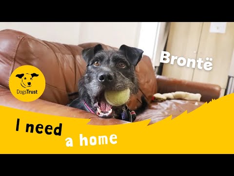 Brontë the brilliant Crossbreed's Birthday! | Dogs Trust Leeds