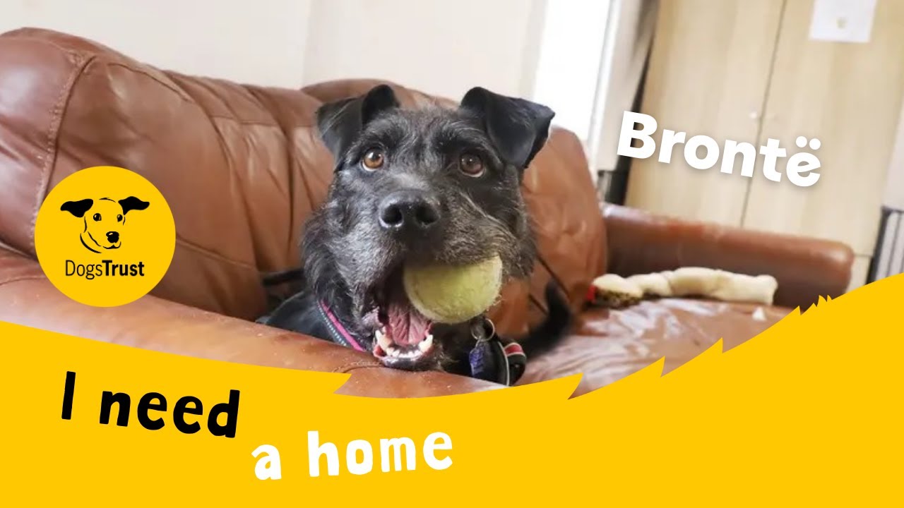 Dog profile video