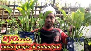 CARA MUDAH MENANAM GENJER DI POT / EMBER