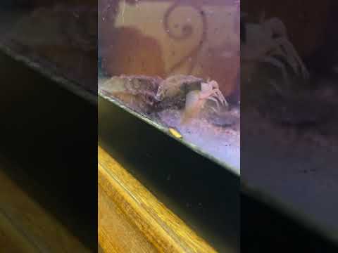 Beast in the making! Baby alligator snapping turtle 🐢