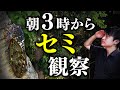 【シンプルな疑問】セミは朝何時から鳴き始めるのか?