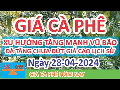 Giá cà phê hôm nay ngày 28/04/2024 