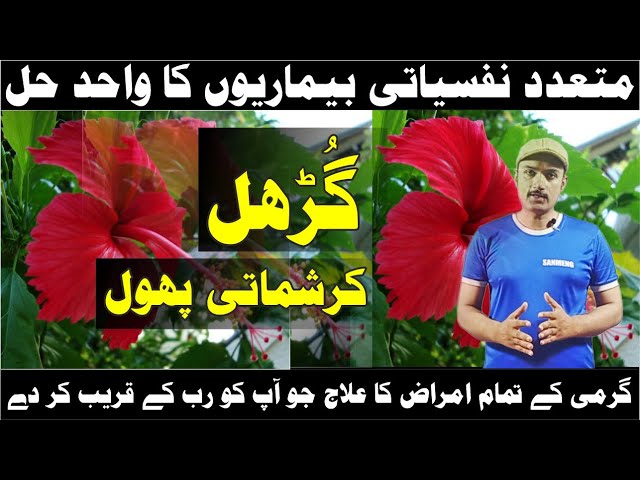 Hibiscus Flower Benifits In Urdu