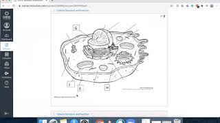 Teaching with Canvas LMS: Tips For Assembling Quick Quizzes