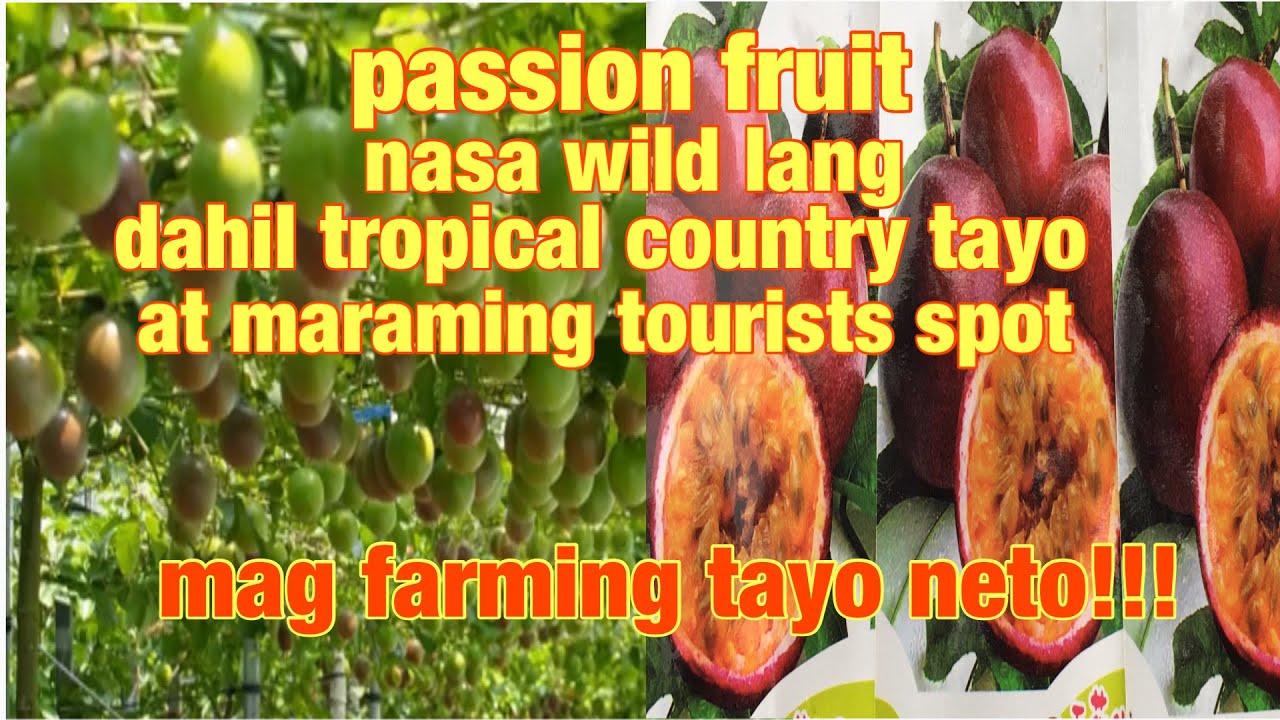 Passion Fruit Farming Philippines Baka Hindi Nyo Pa Alam To how To passion-fruit-farming-philippines-baka-hindi-nyo-pa-alam-to-how-to