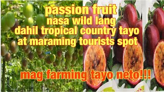 Passion fruit farming philippines baka hindi nyo pa alam to!(how to grow passion fruit?) Information