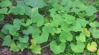 Pumpkin Vines and the Power of Epsom Salt